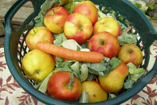 التفاح حموضة المعدة -ifarasha