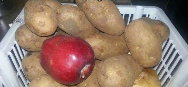 براعم البطاطس