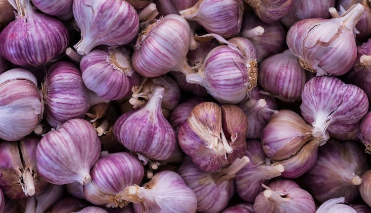 Close up purple garlic