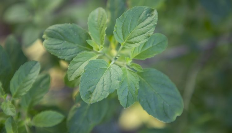 Medicinal basil or green organic tulsi leaves plant