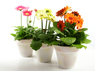 Potted pink, yellow and orange gerbera daisy plants