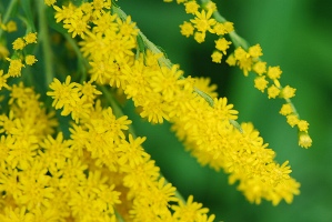 التهاب المثانة 2-ifarasha