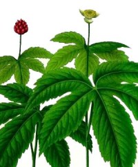 التهاب المثانة 4-ifarasha