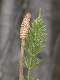 التهاب المثانة 5-ifarasha