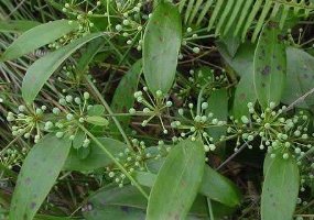 التهاب المثانة 9-ifarasha