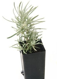 طرق بسيطة لانقاص الوزن 4-ifarasha