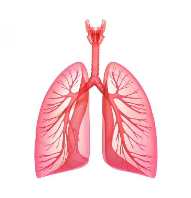 lungs1