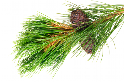 siberian cedar(siberian pine) branch with ripe cone isolated on white (natural habitat - siberia and the Far East). length of needles about 10-15cm. Siberian pine is tree with specific tarry scent. Cones contents very tasty nuts.