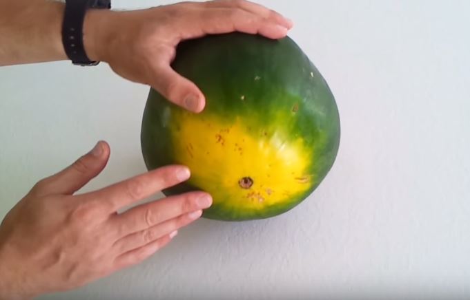 طريقة اختيار البطيخ