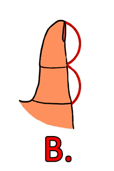 ifarasha-%d8%a5%d8%b1%d8%aa%d8%a8%d8%a7%d8%b7-%d8%a7%d9%84%d8%a3%d8%b5%d8%a7%d8%a8%d8%b9-%d8%a8%d8%a7%d9%84%d8%ad%d9%8a%d8%a7%d8%a9-%d8%a7%d9%84%d8%b9%d8%a7%d8%b7%d9%81%d9%8a%d8%a92
