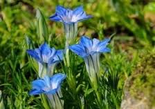 %d8%a5%d8%b2%d8%a7%d9%84%d8%a9-%d8%b3%d9%85%d9%88%d9%85-%d8%a7%d9%84%d8%a8%d9%86%d9%83%d8%b1%d9%8a%d8%a7%d8%b3-2