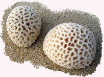 الكالسيوم-المرجاني