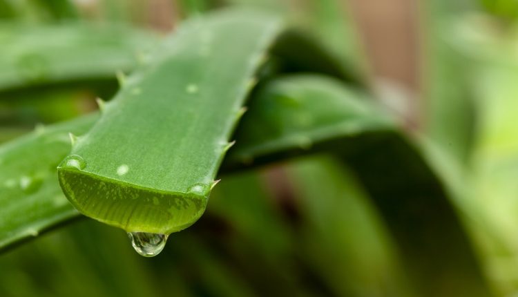 Aloe Vera drop of juice from a cut leaf.