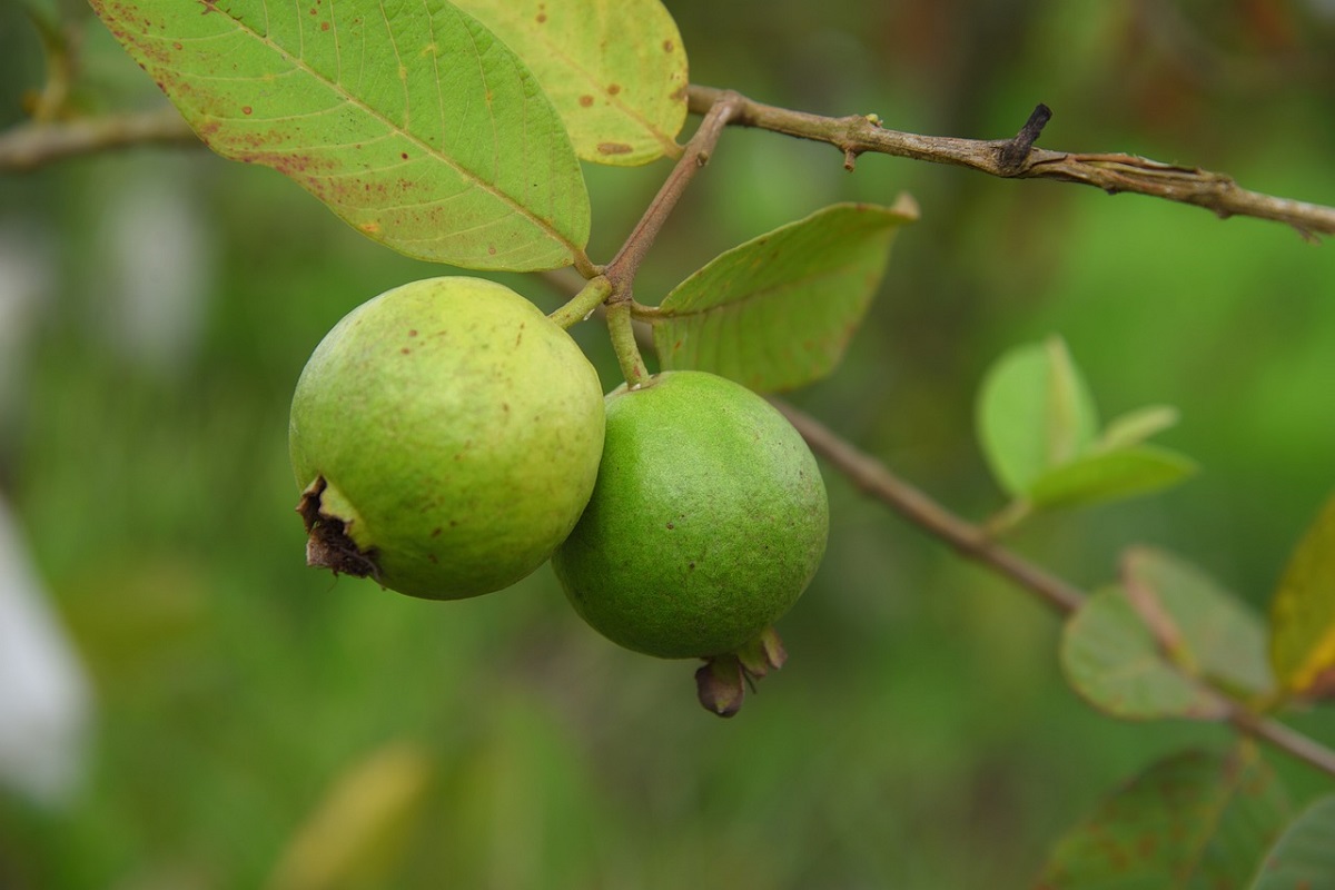 وصفة أوراق الجوافة